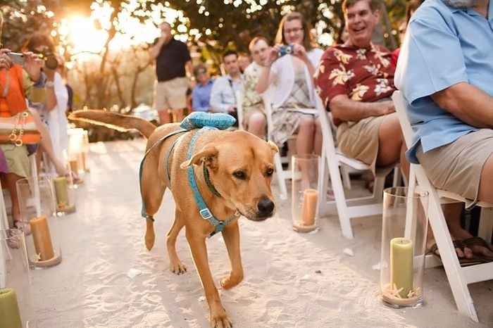 companhia 4 patas