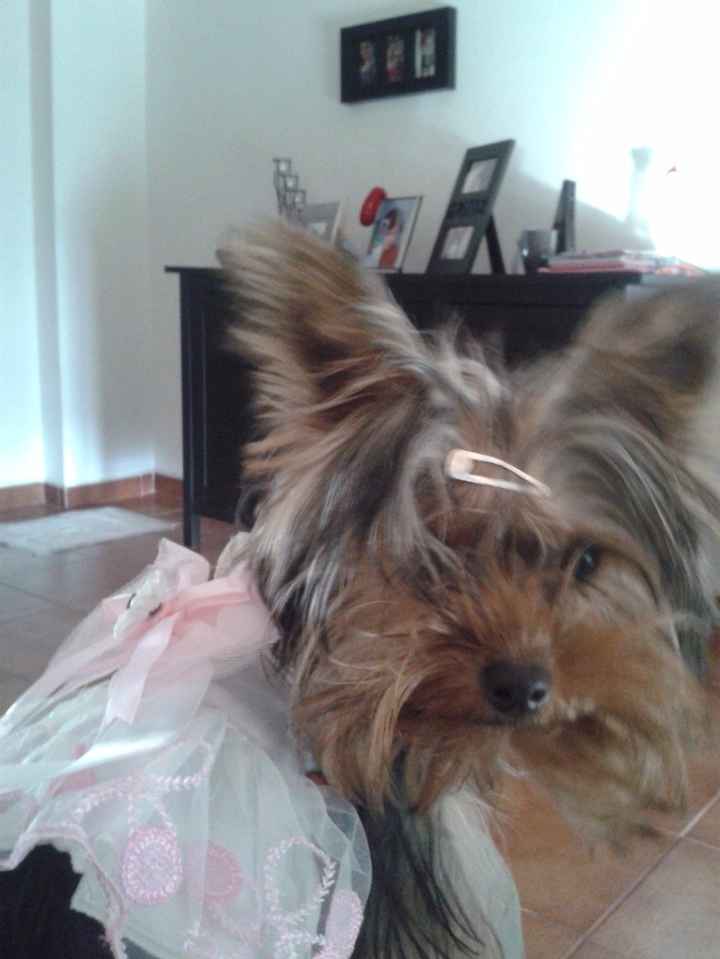 Concha 3