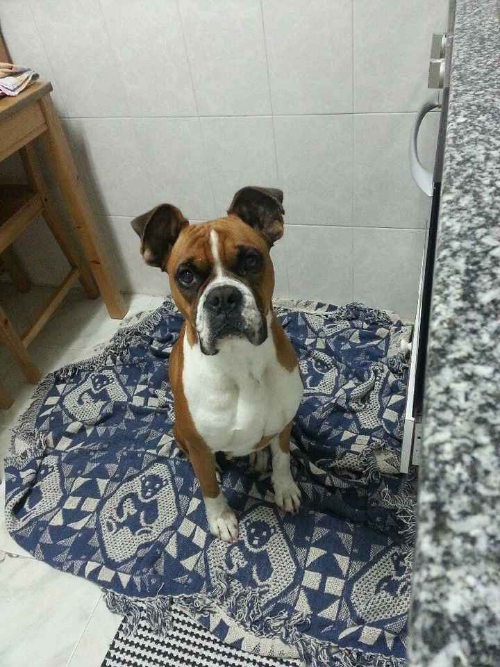 O melhor amigo - 1