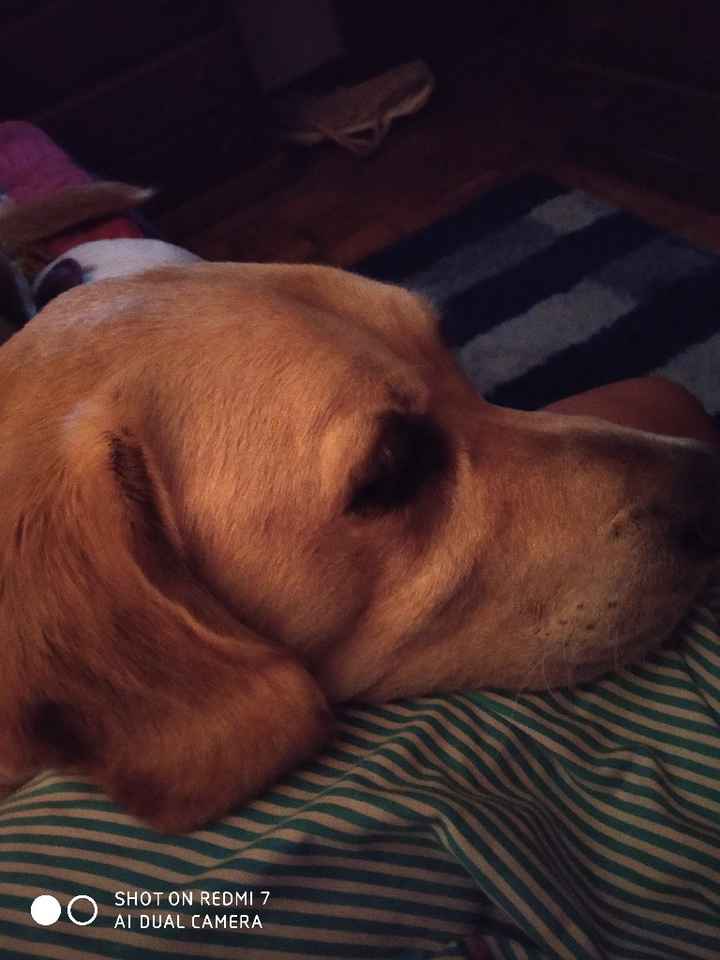 Vestiam assim o vosso melhor amigo de 4 patas? 🐶💗 - 1