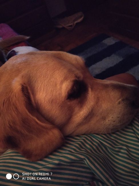 Vestiam assim o vosso melhor amigo de 4 patas? 🐶💗 3