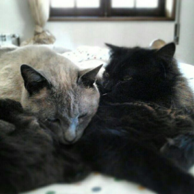 Amores de quatro patas 🐾 - 1