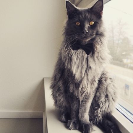 Mies, o gato