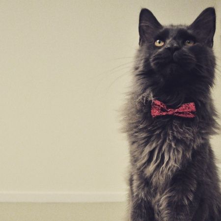 Mies, o gato