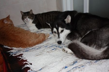Animais