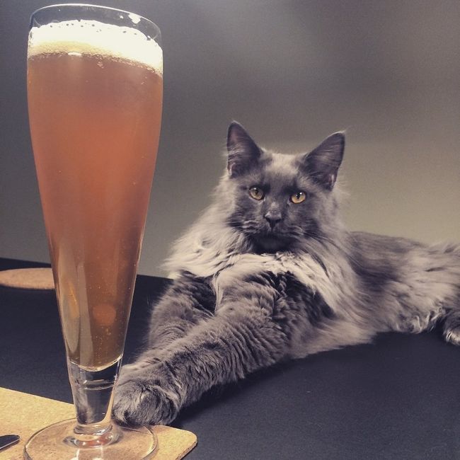 Mies o gato