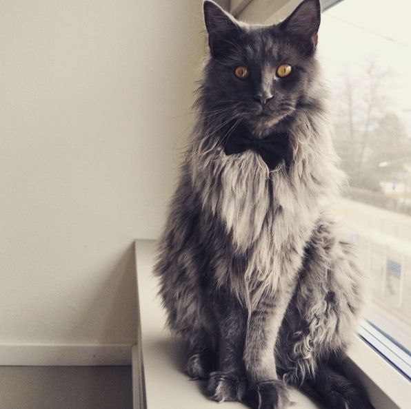 Mies, the maine coon