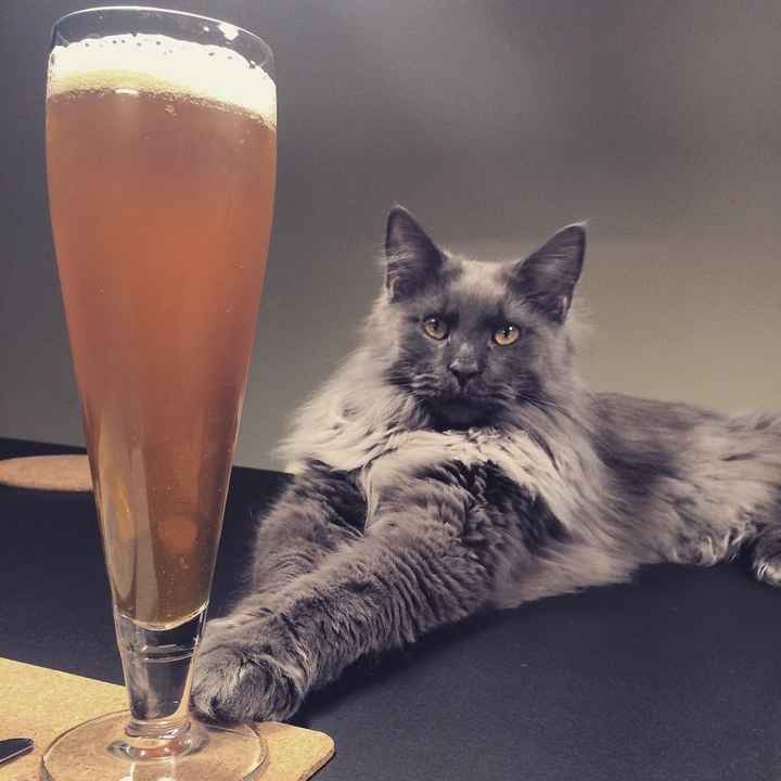 Mies o gato
