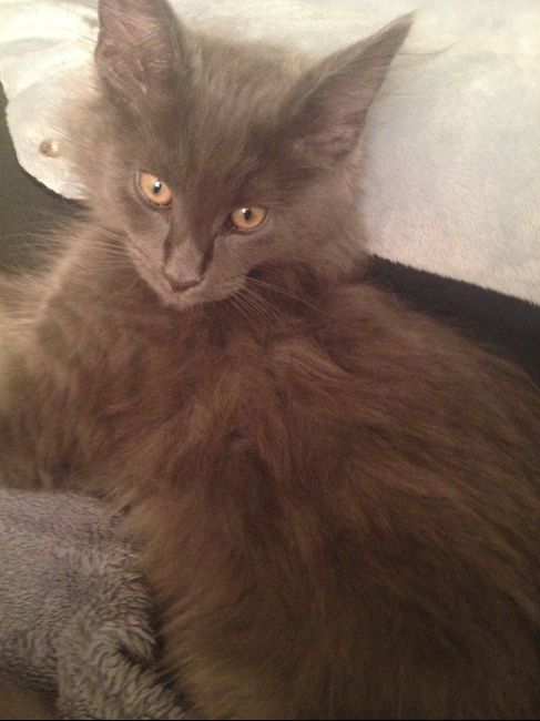 Mies, o nosso gatinho