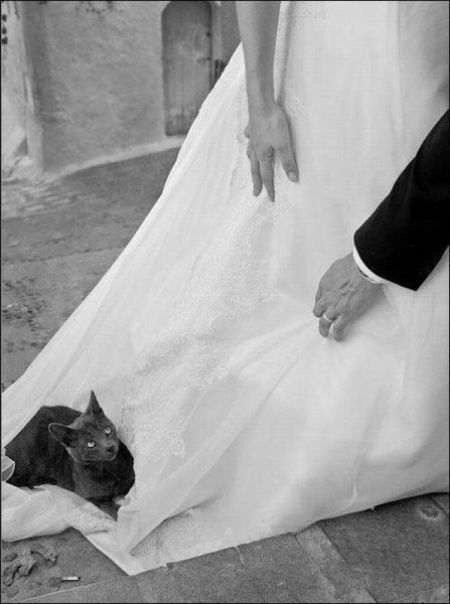 Animais
