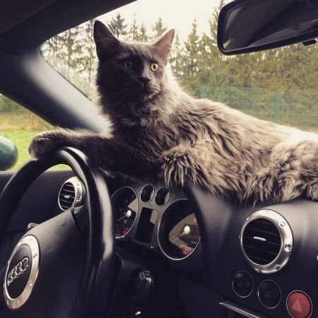 Mies, o gato