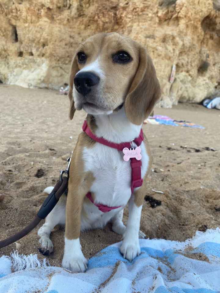 Wedding pet sitting - 1