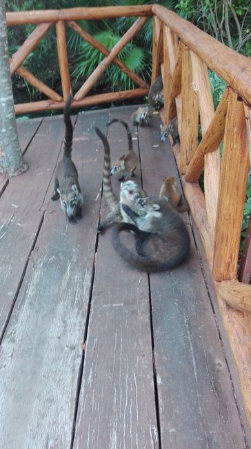 Os amigos do resort: Coatis