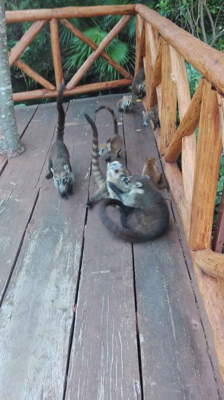 Os amigos do resort: Coatis