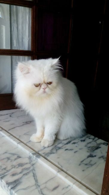 Quem quer ter um animal de estimação depois do casamento? - 1