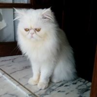 Dia mundial do gato - 1