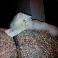 Dia mundial do gato - 2