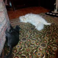 Dia mundial do gato - 3