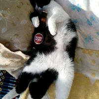 Dia mundial do gato - 4