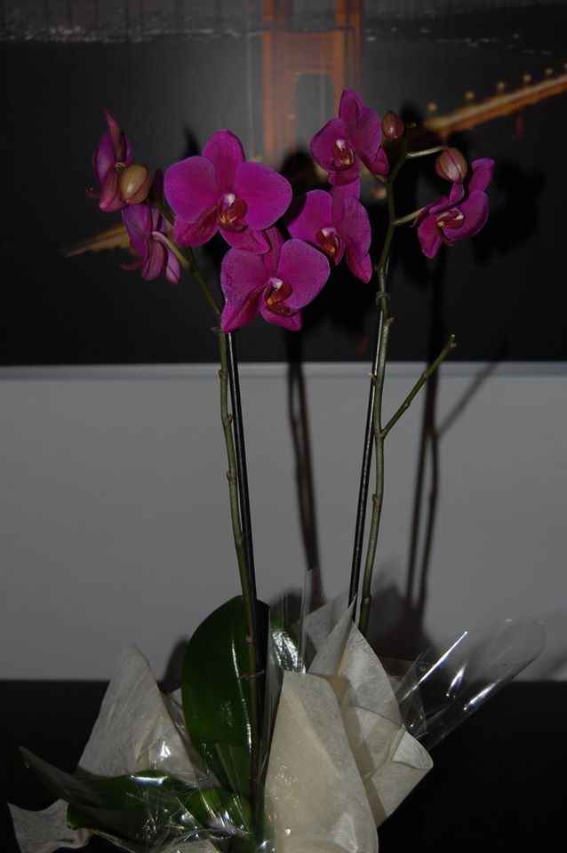 flores do amor