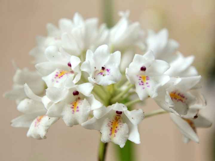 Flores de Setembro