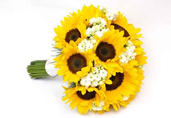 flores de setembro