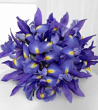 flores de setembro