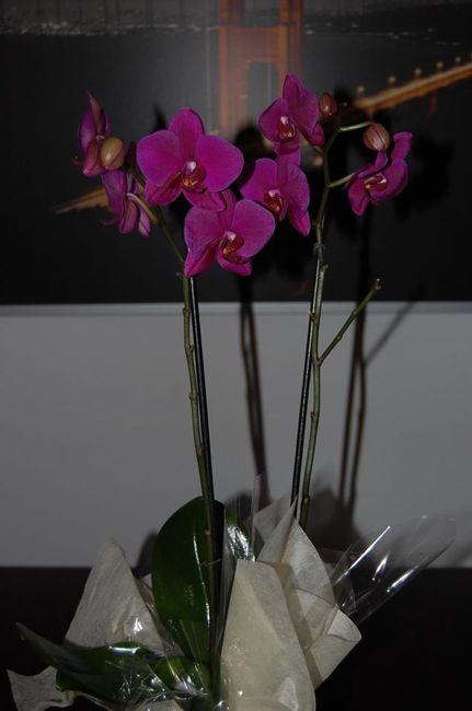 flores do amor