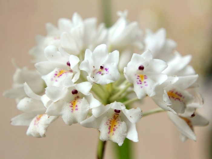 Flores de Setembro