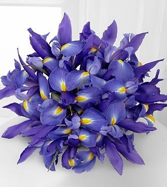 flores de setembro