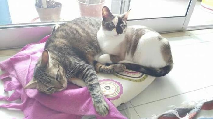 As nossas mascotes :) - 3