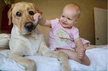 Bebés e animais em casa