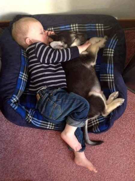 Bebés e animais em casa