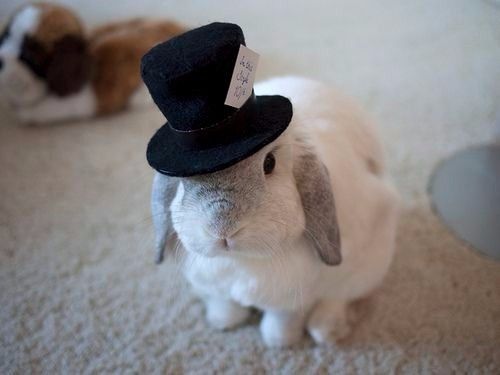 Coelhos no casamento! 😍🐰 3
