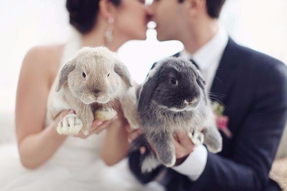 Coelhos no casamento! 😍🐰 4