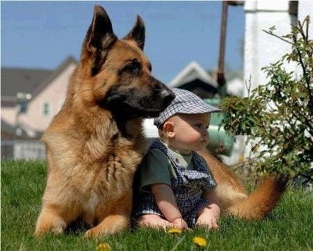 Bebés e animais em casa