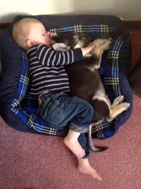 Bebés e animais em casa