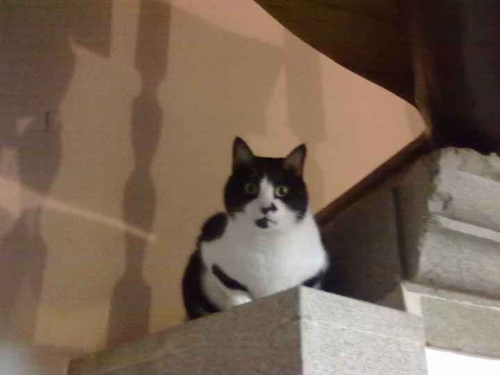 Mestre
