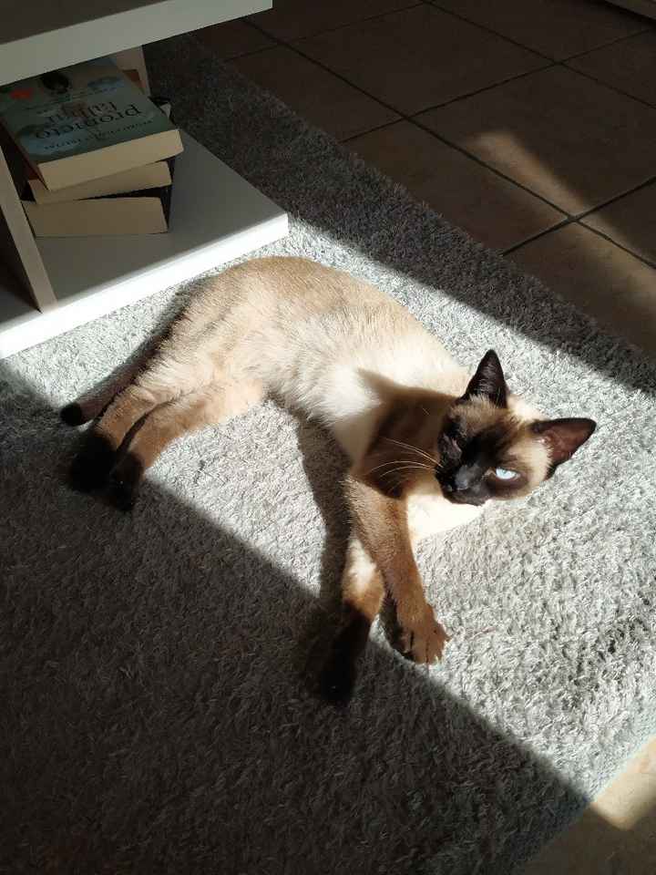 Acessório para a nossa gatinha ♥️ - 3