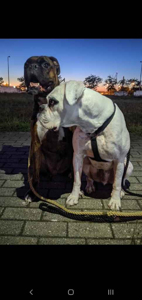 o nosso menino das alianças 🐶 - 1