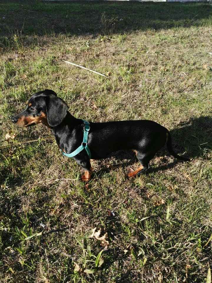 Este fofinho...cruza a passarela? - 1