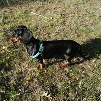 Este fofinho...cruza a passarela? - 1