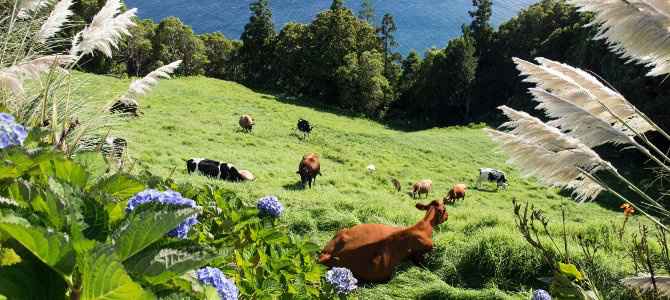 Lua de mel nos açores: quem foi? quem vai? - 4