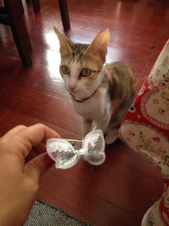  Toilette da gatinha 😻 - check! ✔️ - 2