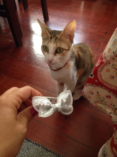  Toilette da gatinha 😻 - check! ✔️ - 2