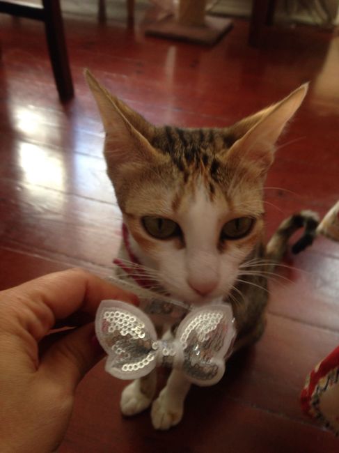  Toilette da gatinha 😻 - check! ✔️ - 1