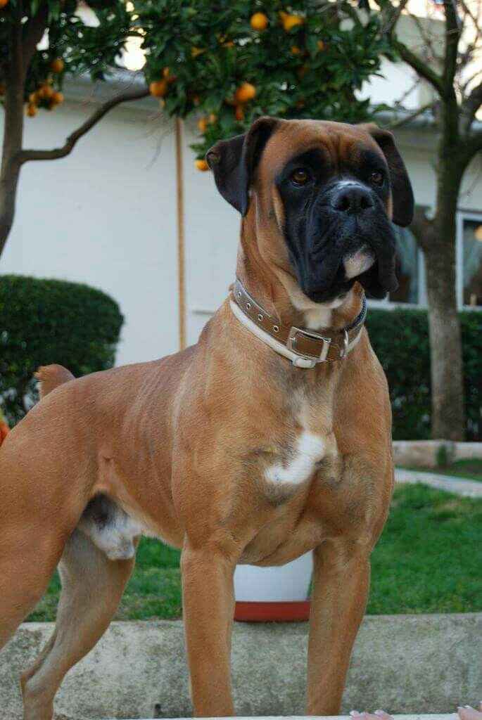 Quem quer ter um animal de estimação depois do casamento? - 1