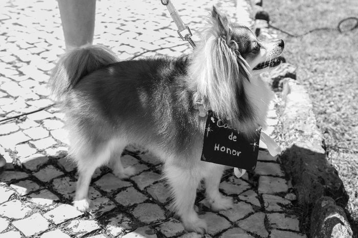 Luna na cerimónia 