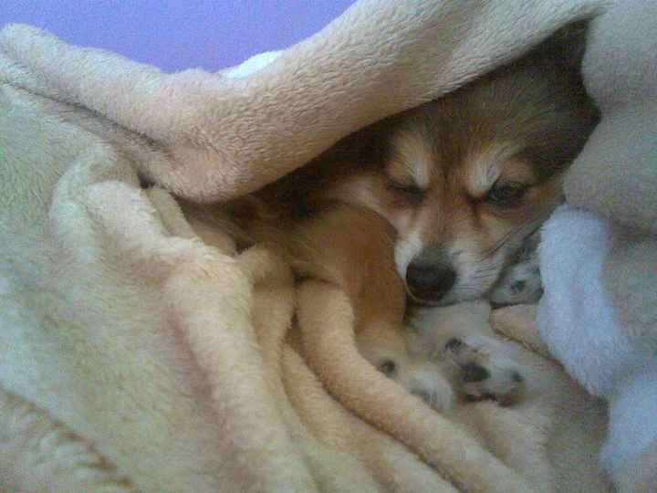 cadela de honor