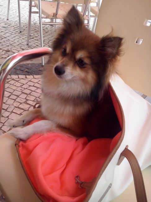 Quem levara os animais? - 1